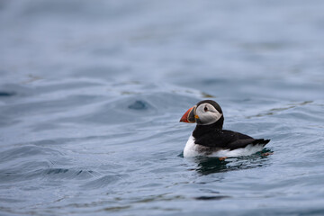 Atlantic Puffin on the Sea