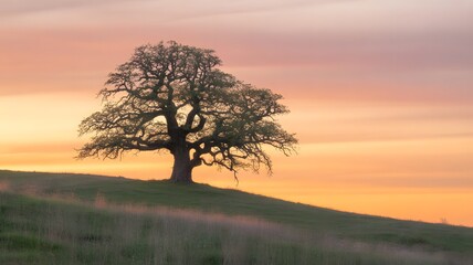 Fototapeta premium A photograph of a solitary, ancient oak tree standing proudly atop a gently sloping hill.