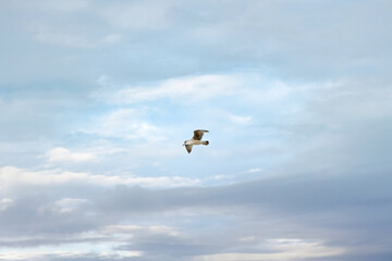 Sea birds captured flying and chasing each other at the beach