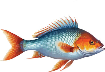 Fototapeta premium Siamese fighting fish