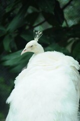 Species birds of the  family Pavo cristatus mut. alba. Majestic Peacock Detailed View Head and Neck  displaying vibrant white colors emerald details plumage showcasing iridescent feathers full bloom