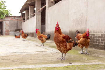 The big red rooster raised on the farm