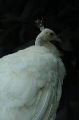 Species birds of the  family Pavo cristatus mut. alba. Majestic Peacock Detailed View Head and Neck  displaying vibrant white colors emerald details plumage showcasing iridescent feathers full bloom