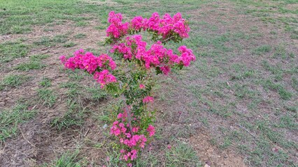 Lagerstroemia indica is a species of flowering plant