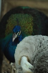 Species birds of the  family Pavo cristatus mut. alba. Majestic Peacock Detailed View Head and Neck...