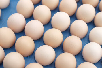 The free-range eggs are neatly arranged on the egg carton