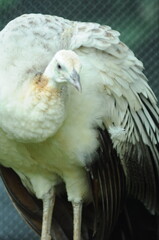 Species birds of the  family Pavo cristatus mut. alba. Majestic Peacock Detailed View Head and Neck...