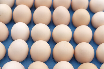 The free-range eggs are neatly arranged on the egg carton