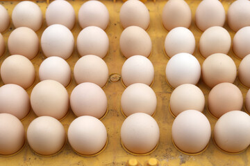 The free-range eggs are neatly arranged on the egg carton
