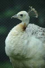 Species birds of the  family Pavo cristatus mut. alba. Majestic Peacock Detailed View Head and Neck...