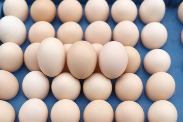 The free-range eggs are neatly arranged on the egg carton