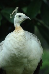 Species birds of the  family Pavo cristatus mut. alba. Majestic Peacock Detailed View Head and Neck...
