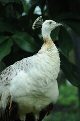 Species birds of the  family Pavo cristatus mut. alba. Majestic Peacock Detailed View Head and Neck...
