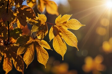Fototapeta premium Golden autumn leaves illuminated by warm sunlight with lens flare