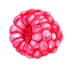 Watercolor Illustration of Fresh Raspberries on White Background..