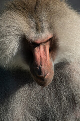 Baboon Portrait Zoo Animal Closeup. A hamadryas baboon stares intensely at the camera, its long,...