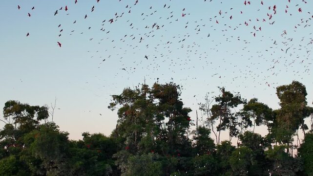 Fock Of The Scarlet Ibis At Parnaiba In Piaui Brazil. Seabirds Riverside. Wildlife Landscape. Piaui Brazil. Parnaiba Delta Phenomenon. Fock Of The Scarlet Ibis At Parnaiba In Piaui.
