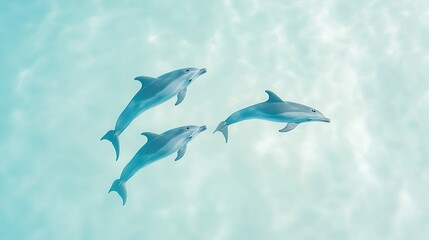 Obraz premium Three playful dolphins swimming together in clear turquoise ocean water