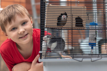 Portrait of an eight year old boy with his pet rat