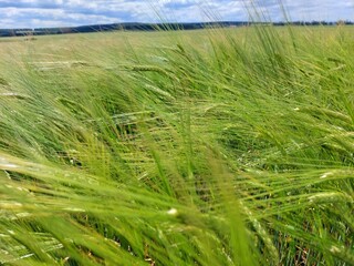 green wheat field in summer