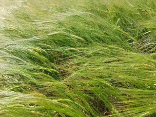 ears of wheat in the wind