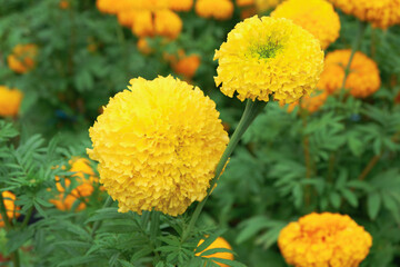Close up Marigold flowers in the garden	
