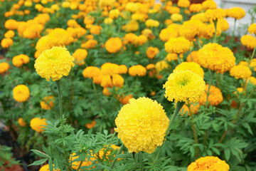 Close up Marigold flowers in the garden	
