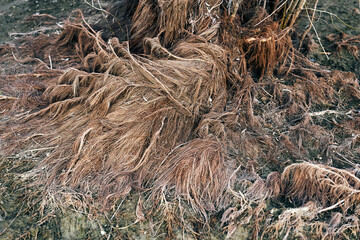 A close-up of tangled dry roots and branches on a muddy ground