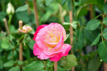 Pink roses in the garden of pink roses. Blooming Roses on the Bush. Growing roses in the garden....