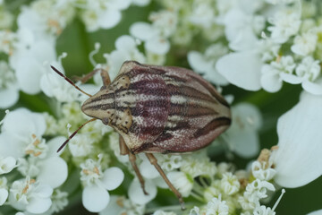 Closeup on a Odontotarsus purpureolineatus pentatomid shield bug, on a white flower