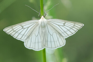 Dorsal closeup on a gorgeous European black-veined geometer moth , Siona lineata with spread wings...