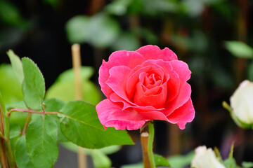 pink rose in garden