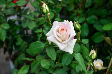 pink rose in garden