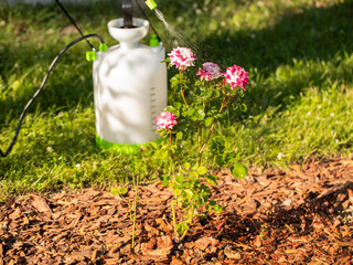 Garden sprayer. The gardener sprays roses in the garden with a spray bottle. Pest control concept....