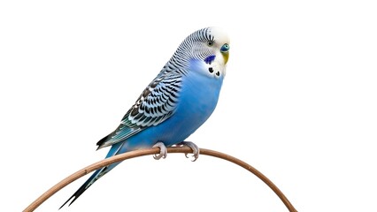Fototapeta premium Blue parakeet perched on branch pet bird photography avian animal parrot budgie cute exotic ornithology on transparent background
