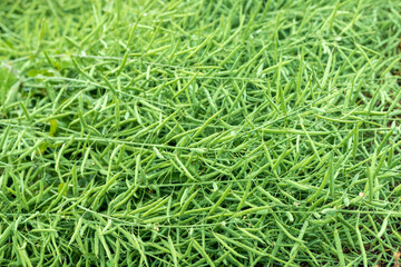 Green rape crops