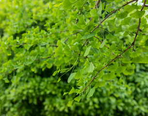 Green ginkgo leaves