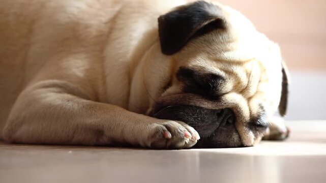 pug sleeping on the floor, sleepy pug, laziness