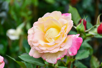 Pink roses in the garden of pink roses. Blooming Roses on the Bush. Growing roses in the garden. Toned with color filter and soft noise to get old camera effect. Soft focus and blurred.
