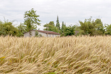 Mature wheat in the farmland