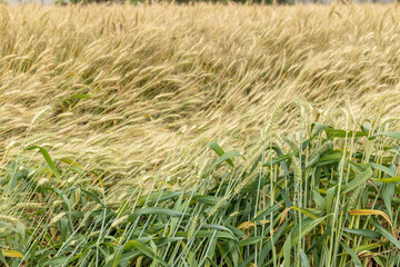 Mature wheat in the farmland