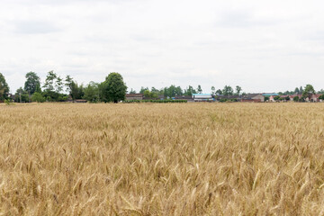 Mature wheat in the farmland