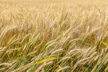 Mature wheat in the farmland
