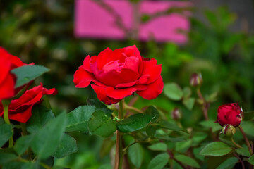 Fototapeta premium Old english roses, retro style. Toned with color filter and soft noise to get old camera effect. Soft focus and blurred. 