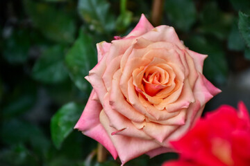 Pink roses in the garden of pink roses. Blooming Roses on the Bush. Growing roses in the garden....