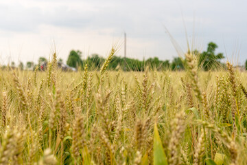Mature wheat in the farmland