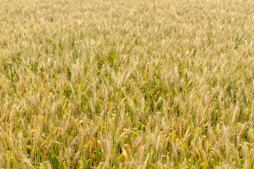 Mature wheat in the farmland