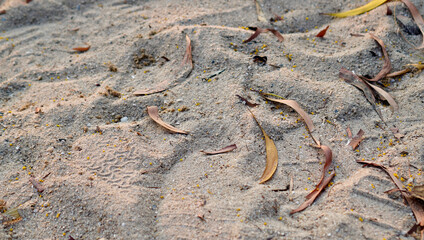 Dry leaves rest gently on a smooth bed of sand, creating a serene and earthy composition. The image highlights the contrast between delicate organic forms and fine grainy textures