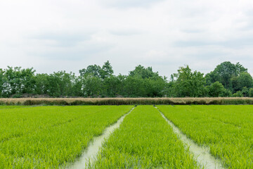 Green rice seedlings in the farmlands of rural China