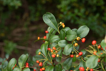 The plant of the Chinese medicinal herb, Fire Thorn Fruit